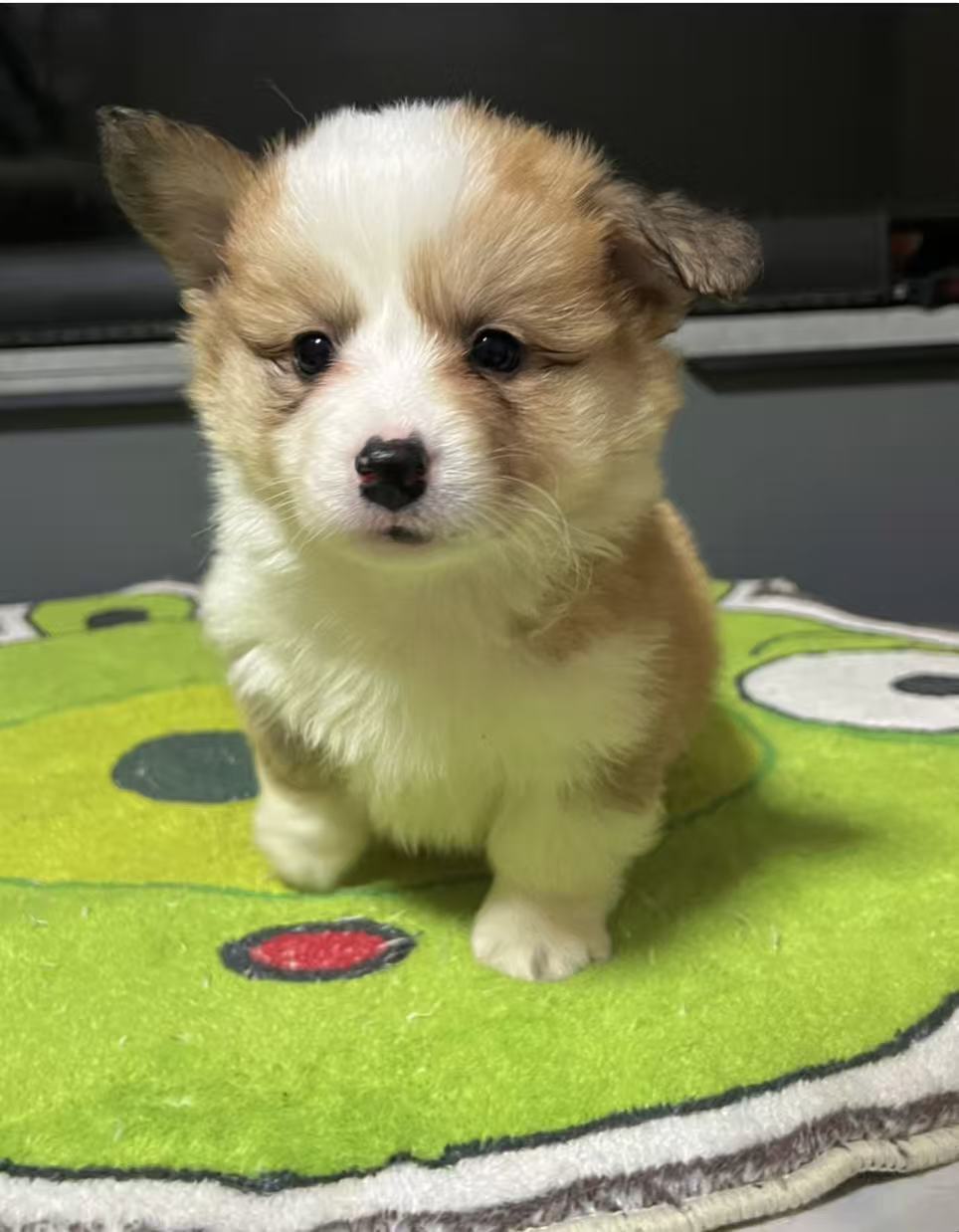 高品质长毛尾巴柯基弟弟一只